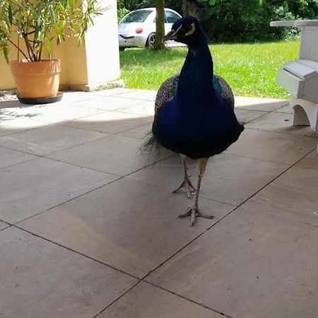 Schloss Tressow Bobitz 外观 照片
