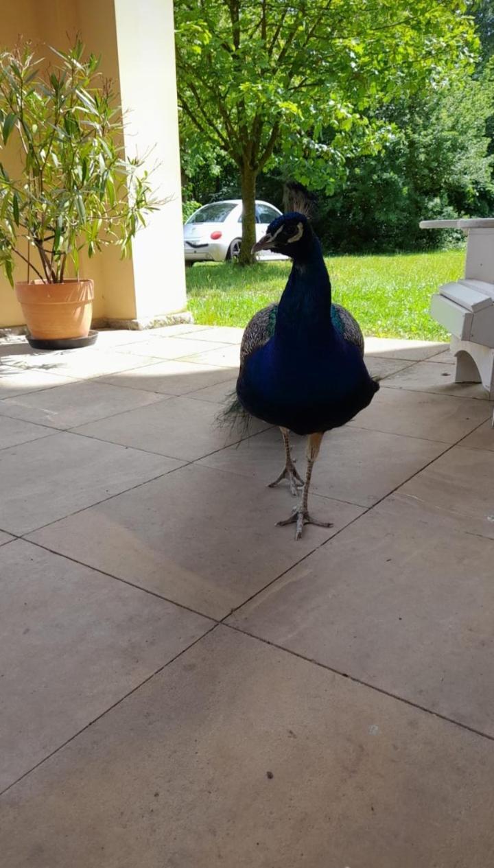 Schloss Tressow Bobitz 外观 照片